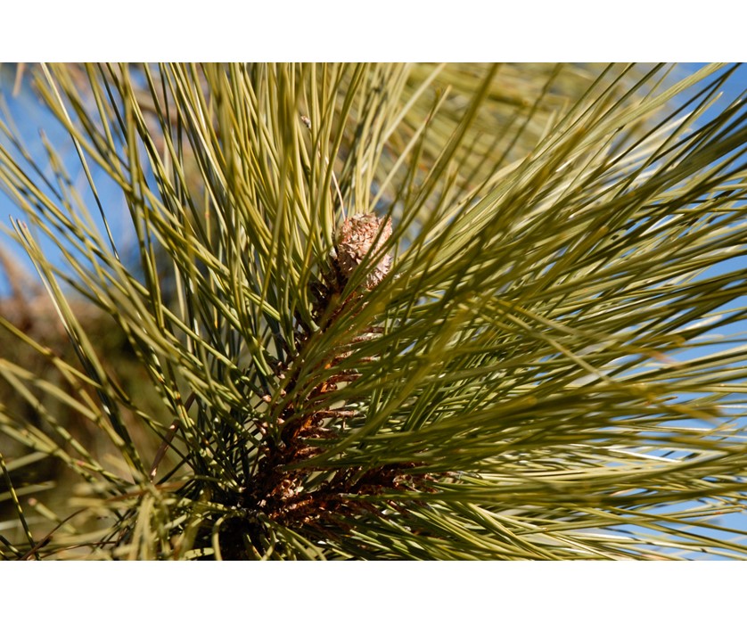 Ponderosa Pine